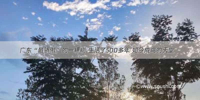 广东“最骄傲”的一棵树 生活了500多年 如今成鸟的天堂